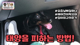 멘붕에 빠진 닥스훈트 강아지 일호와 삼호!! - kakaoTV 역대급 폭염에 개들도 지친다! 멘붕에 빠진 닥스훈트 강아지 일호와 삼호!!