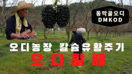 동막골오디농장 칼슘유황 주기 - kakaoTV 동막골오디농장 칼슘유황 주기