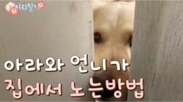 골든리트리버 아라가 언니와 노는 방법 - kakaoTV 골든리트리버 아라가 언니와 노는 방법