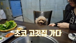 초코 고깃집 가다 feat.착한고기 원당점 - kakaoTV 초코 고깃집 가다 feat.착한고기 원당점