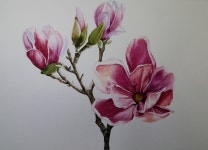 40 Watercolor painting purple magnolia 수채화 자목련 목련꽃 - kakaoTV 40 Watercolor painting  purple magnolia 수채화 자목련... 