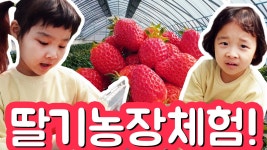 딸기농장 체험! 친환경 딸기, 보기만해도 맛있는 딸기 얼른 따서 먹어보자! Strawberry Farm - kakaoTV 딸기농장 체험! 친환경 딸기... 