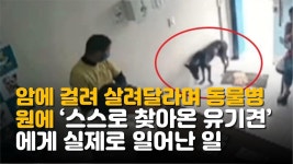 암에 걸려 살려달라며 동물병원에 ‘스스로 찾아온 유기견’에게 실제로 일어난 일 - kakaoTV 암에 걸려 살려달라며 동물병원에 ‘스스로... 