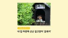 뽀시래기 길고양이집+츄르(1차) 지원 캠페인 (금옥이 에피소드 편) - kakaoTV 뽀시래기 길고양이집+츄르(1차) 지원 캠페인 (금옥이 에피소드 편)