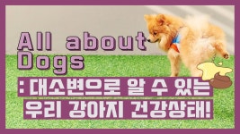 강아지 대소변이 알려주는 건강 신호 ㅣ닥터맘마 수의사팀 - kakaoTV 강아지 대소변이 알려주는 건강 신호 ㅣ닥터맘마 수의사팀