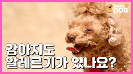 | 해피독TV HappyDogTV][EN] - kakaoTV 강아지도 알레르기가 있나요? [무엇이든 물어보 개! | 해피독TV HappyDogTV][EN]