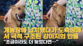 [감동실화] 개농장에 납치됐다가 도축장에서 극적 구조된 강아지의 반응 - kakaoTV [감동실화] 개농장에 납치됐다가 도축장에서 극적 구조된... 