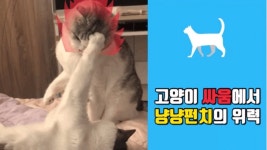 고양이 싸움에서의 냥냥펀치 - kakaoTV 고양이 싸움에서의 냥냥펀치