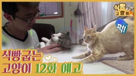 [12회 예고] 식빵굽는 고양이, 오남매 하우스 & 메이의 새 가족 - kakaoTV [12회 예고] 식빵굽는 고양이, 오남매 하우스 &  메이의 새 가족
