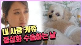 케쮸의 중성화 수술(눈물주의) 일본에서의 반려견 수술 진행과 비용은?│내딸케쮸♥│케이스키│Kski│ - kakaoTV 케쮸의 중성화 수술... 