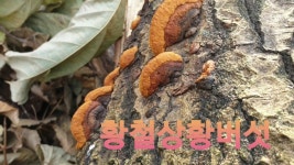 황철상황버섯~상황버섯 - kakaoTV 황철상황버섯~상황버섯