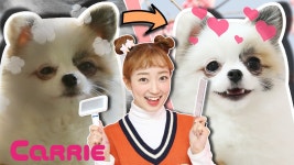 [강아지는 내 친구] 키키와 간식 이상형 월드컵! - kakaoTV [강아지는 내 친구] 키키와 간식 이상형 월드컵!