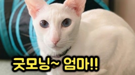 귀엽게 아침 인사하는 오리엔탈 고양이 - kakaoTV 귀엽게 아침 인사하는 오리엔탈 고양이