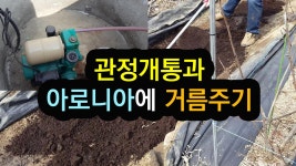 1.관정개통과 아로니아나무에 거름주기 - kakaoTV 1.관정개통과 아로니아나무에 거름주기