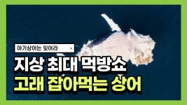 죠스의 지상최대 고래 먹방쇼 … 어두육미야(Shark Feeds... 고래 먹방쇼 … 어두육미야(Shark Feeds on Dead W...)ㅣcbcworld