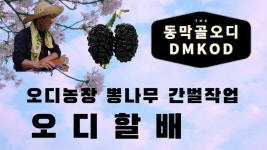 2020-02-29오디농장간벌작업2 - kakaoTV 2020-02-29오디농장간벌작업2