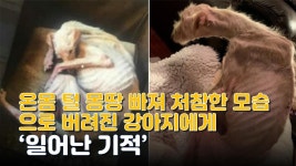온몸 털 몽땅 빠져 처참한 모습으로 버려진 강아지에게 일어난 기적 - kakaoTV 온몸 털 몽땅 빠져 처참한 모습으로 버려진 강아지에게 일어난... 