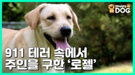 강아지 | 해피독TV HappyDogTV][EN - kakaoTV 911 테러 속에서 주인을 구한 안내견 로젤 [특별한 강아지 | 해피독TV HappyDogTV][EN