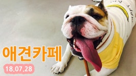 뚱이 애견카페 가다!(잉글리쉬불독TV뚱띠) - kakaoTV 뚱이 애견카페 가다!(잉글리쉬불독TV뚱띠)