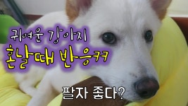 혼나는데 팔자 좋은 강아지ㅋㅋ - kakaoTV 혼나는데 팔자 좋은 강아지ㅋㅋ