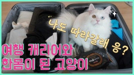 짐 못싸게 방해하는 고양이 귀욤주의 / 오드아이고양이 / cat - kakaoTV 여행가는 집사! 짐 못싸게 방해하는 고양이 귀욤주의... 