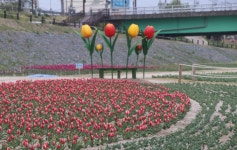 포항 형산강 연일대교심터 튜립단지 SK3차옆 형산강 둔치 (2019,3,28) - kakaoTV 포항 형산강 연일대교심터 튜립단지 SK3차옆 형산강... 