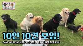애견운동장에 다녀온 닥스훈트 강아지 일호와 삼호!! - kakaoTV 애견운동장에 다녀온 닥스훈트 강아지 일호와 삼호!!