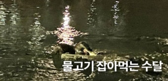 도심 하천에 나타난 수달 가족ㅣ천연기념물ㅣ물이 깨끗하다는 증거 - kakaoTV 도심 하천에 나타난 수달 가족ㅣ천연기념물ㅣ물이 깨끗하다는 증거