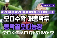 2020-06-02동막골오디수확개봉박두 - kakaoTV 2020-06-02동막골오디수확개봉박두