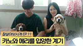 유기견 카노와 메리를 입양한 계기 [잘살아보시개] 11회 - kakaoTV 유기견 카노와 메리를 입양한 계기 [잘살아보시개] 11회