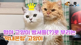 형아 고양이 빵셔틀(?)로 부리는 막내온탑 고양이 - kakaoTV 형아 고양이 빵셔틀(?)로 부리는 막내온탑 고양이
