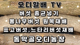 오디농장 뽕나무 버섯 원목재배 느타리버섯종균접종 표고버섯종균접종하기 - kakaoTV 오디농장 뽕나무 버섯 원목재배 느타리버섯종균접종... 