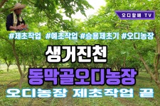 승용제초기 타고 오디농장 제초작업했어요 - kakaoTV 승용제초기 타고 오디농장 제초작업했어요