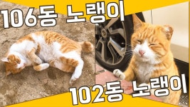 102동 노랭이&106동 노랭이 - kakaoTV 102동 노랭이&106동 노랭이