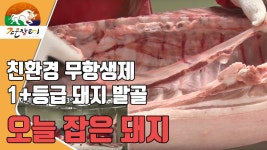 [한돈잡는날] 정읍산외한우마을 조은장터 돼지발골 - kakaoTV [한돈잡는날] 정읍산외한우마을 조은장터 돼지발골