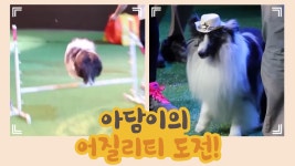 펫 페스티벌 아담이의 어질리티 도전 [개별방송] 3회 - kakaoTV 펫 페스티벌 아담이의 어질리티 도전 [개별방송] 3회