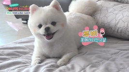 [펫닥터] 막을 수 없었던 강아지 슬개골 탈구 - kakaoTV [펫닥터] 막을 수 없었던 강아지 슬개골 탈구