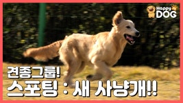 [무엇이든 물어보 개 해피독TV][EN] - kakaoTV 새사냥을 돕는 개!... 스포팅그룹을 소개합니다! [무엇이든 물어보 개 해피독TV][EN]