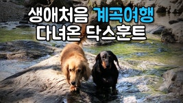 생애 처음 계곡 다녀온 닥스훈트ㅣ남양주 너래바우 강아지동반계곡식당 - kakaoTV 생애 처음 계곡 다녀온 닥스훈트ㅣ남양주 너래바우... 