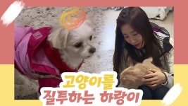 고양이를 질투하는 강아지, 하랑이 [오 마이 펫 시즌2] 2회 - kakaoTV 고양이를 질투하는 강아지, 하랑이 [오 마이 펫 시즌2] 2회