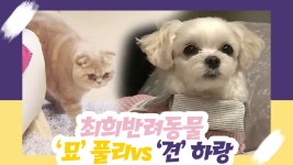 최희 반려동물, 고양이 풀리 vs 강아지 하랑 [오 마이 펫 시즌2] 1회 - kakaoTV 최희 반려동물, 고양이 풀리 vs 강아지 하랑 [오 마이 펫... 