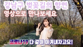 강남미미위 36) 온라인 꽃구경 강남 벚꽃길 보러 오세요~! - kakaoTV 강남미미위 36) 온라인 꽃구경 강남 벚꽃길 보러 오세요~!