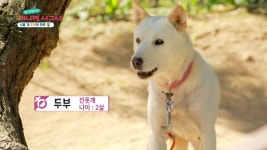 [애니멀 시그널] 시골 개 ‘두부’의 행복 찾기 - kakaoTV [애니멀 시그널] 시골 개 ‘두부’의 행복 찾기