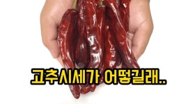 2020 건고추시세가 어떻길래... #건고추판매중 #진도고추 - kakaoTV 2020 건고추시세가 어떻길래... #건고추판매중 #진도고추