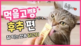 먹방ㅣ고양이 먹방ㅣ먹을고양 #01 - kakaoTV 짜요짜요~ 짜요짜요... 개구장이 꼬마 후추의 페페로니 캣츄 먹방ㅣ고양이 먹방ㅣ먹을고양 #01