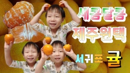 (광고협찬)제주원택 서귀포 제주감귤,겨울간식,아이간식,제주원택,제주택배감귤,당도높은감귤,서귀포귤,호돈,보목 - kakaoTV (광고협찬)제주원택... 