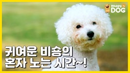 비숑의 혼자놀기 시간!! [귀여운 강아지 소개 | 해피독TV][EN] - kakaoTV 비숑의 혼자놀기 시간!! [귀여운 강아지 소개 | 해피독TV][EN]