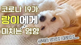 [행복한 동행] 산책을 못가서 슬픈 랑이의 이야기.... - kakaoTV [행복한 동행] 산책을 못가서 슬픈 랑이의 이야기....