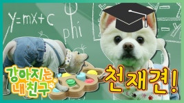 [강아지는 내 친구] 천재견 고미 등장! (1) - kakaoTV [강아지는 내 친구] 천재견 고미 등장! (1)