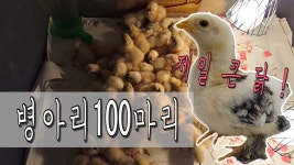 feat.세상에서 제일 큰 닭 - kakaoTV [와니라미 zoo]집에서 병아리 100마리 부화하기! feat.세상에서 제일 큰 닭